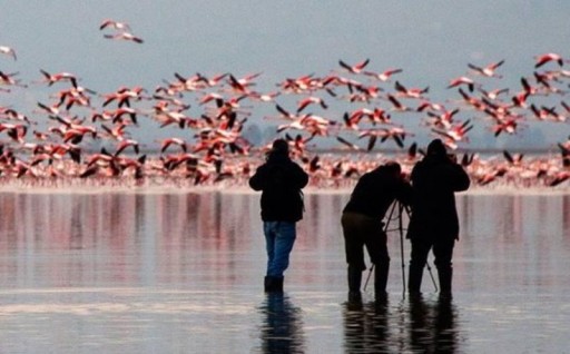 «پرنده‌نگری» موقعیت ویژه برای توسعه گردشگری ایران